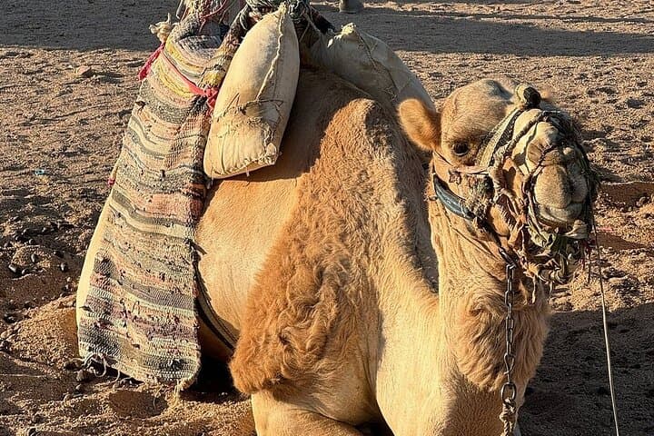Hurghada Desert Stargazing: Jeep Safari, Bedouin Village & Camel Ride Evening photo 6