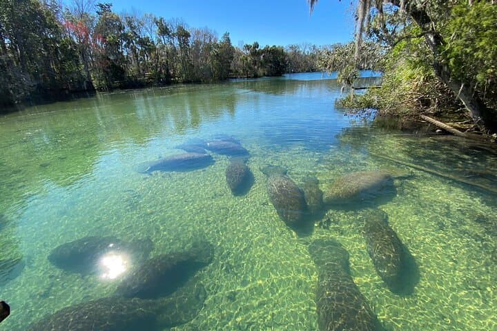 Crystal River Boat Tour: Manatees, Dolphins & Sunset Cruises in Florida photo 6