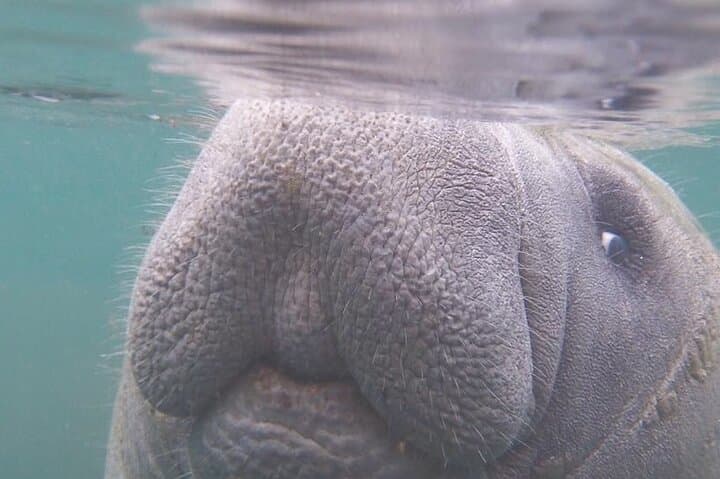 Crystal River Boat Tour: Manatees, Dolphins & Sunset Cruises in Florida photo 5