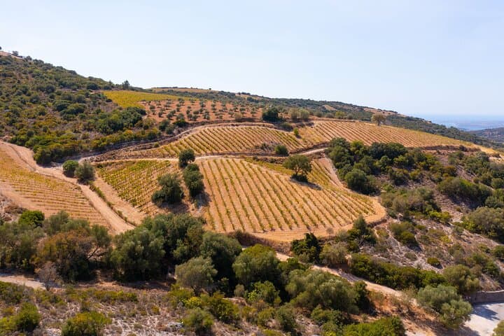 Kefalonia Taste Trail: Half-Day Honey, Olive Oil & Robola Winery Tour