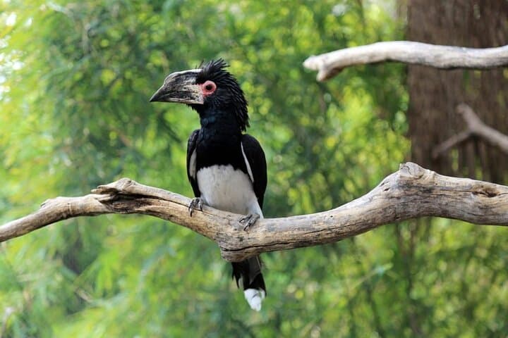 Livingstone Bird Watching Safari at Mosi-oa-Tunya (Victoria Falls) photo 6
