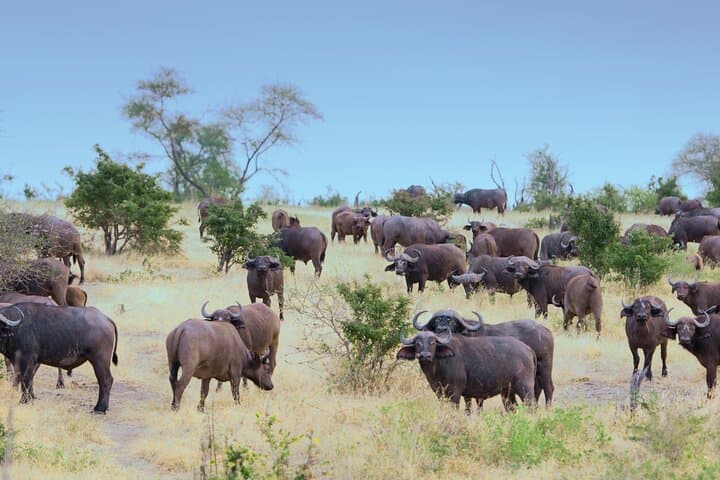 3-Day Private Safari to Selous (Nyerere) National Park from Zanzibar