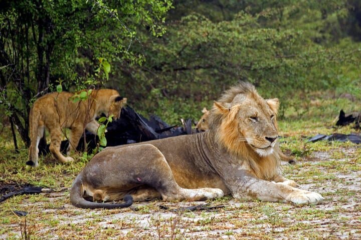 3-Day Private Safari to Selous (Nyerere) National Park from Zanzibar photo 4