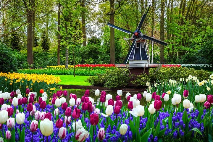 Full-Day Private Tour to Keukenhof from Brussels — Tulip Fields & Delft Day Trip