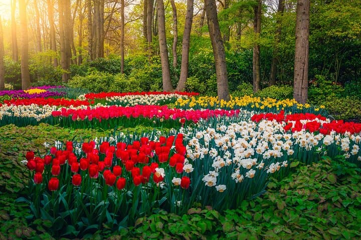 Full-Day Private Tour to Keukenhof from Brussels — Tulip Fields & Delft Day Trip photo 5