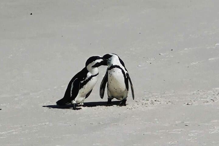Cape Peninsula Penguin & Coastal Highlights Day Tour from Cape Town photo 4