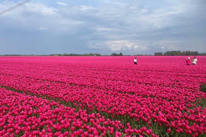 Private Keukenhof Tulip Experience: 5-Hour Guided Tour from Amsterdam photo 3