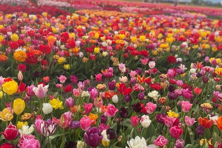 Private Keukenhof Tulip Experience: 5-Hour Guided Tour from Amsterdam photo 4