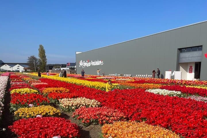 Private Keukenhof Tulip Experience: 5-Hour Guided Tour from Amsterdam