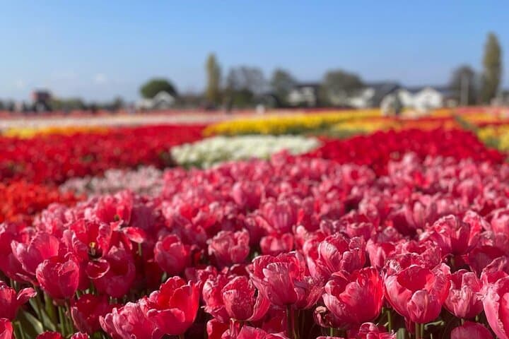 Private Keukenhof Tulip Experience: 5-Hour Guided Tour from Amsterdam photo 5