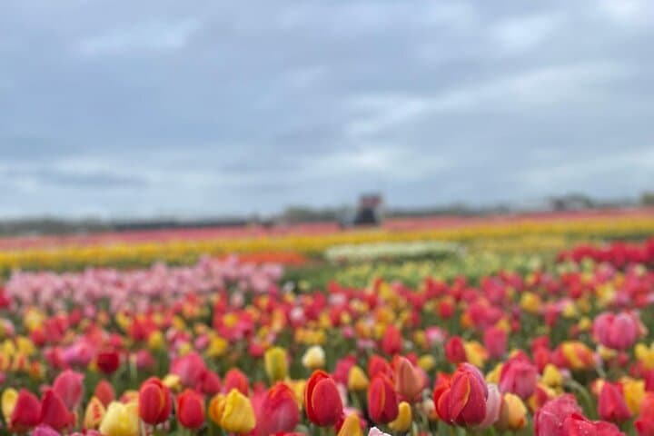 Private Keukenhof Tulip Experience: 5-Hour Guided Tour from Amsterdam photo 6
