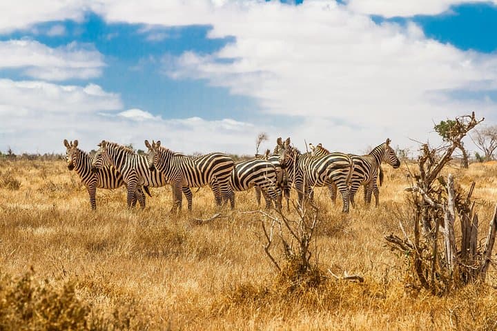 10-Day Great Migration Photographic Safari — Wildebeest Crossings & Ngorongoro Crater photo 3