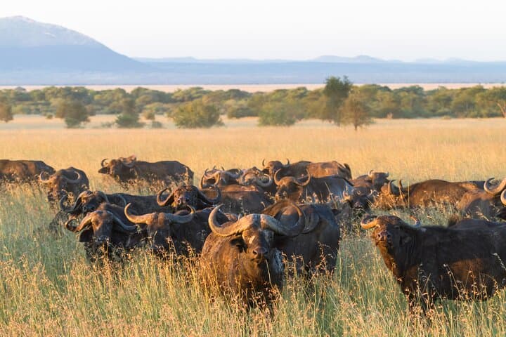 4-Day Serengeti Kogatende Migration Safari — Watch the Mara River Crossing photo 2