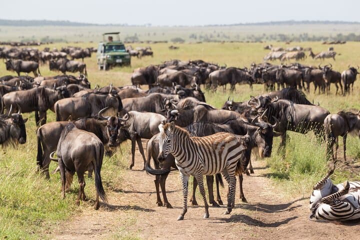 4-Day Serengeti Kogatende Migration Safari — Watch the Mara River Crossing photo 4