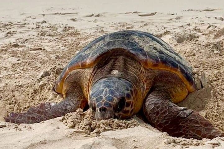 Boa Vista Turtle Nesting Tour: Guided Night Walk to See Loggerheads photo 6