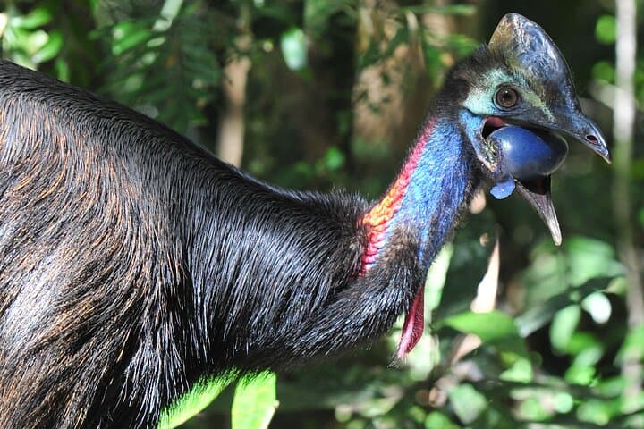 Mossman Gorge Daintree Small-Group Tour: Rainforest, River & Culture photo 4
