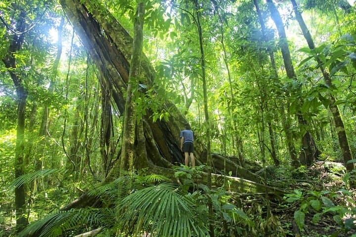 Mossman Gorge Daintree Small-Group Tour: Rainforest, River & Culture