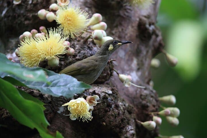Mossman Gorge Daintree Small-Group Tour: Rainforest, River & Culture photo 3