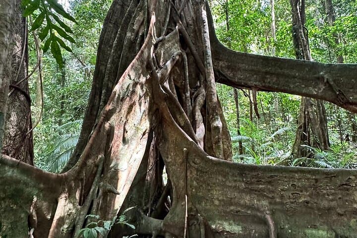 Mossman Gorge Daintree Small-Group Tour: Rainforest, River & Culture photo 5