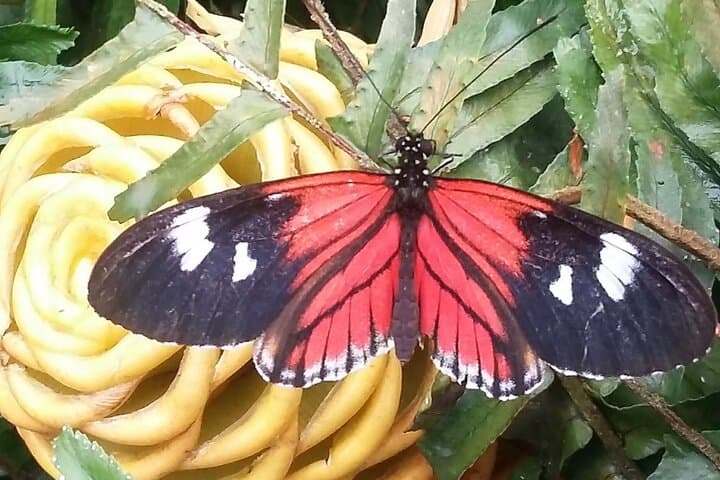 Full-Day Mindo Cloud Forest Adventure: Zipline, Waterfalls & Wildlife from Quito photo 4