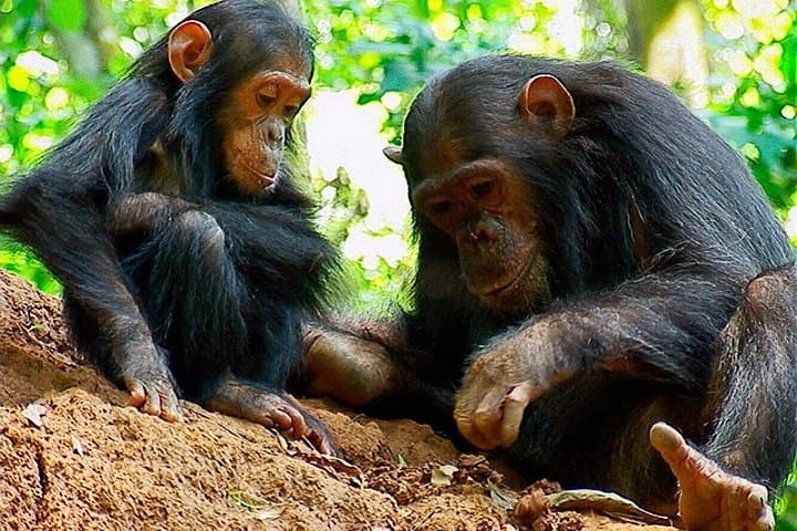 6-Day Rhino and Chimpanzee Safari: Mkomazi & Gombe Stream National Parks