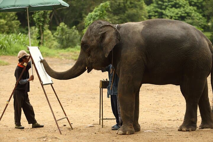 Full-Day Elephant Bathing and Bamboo Rafting Tour in Chiang Mai photo 6