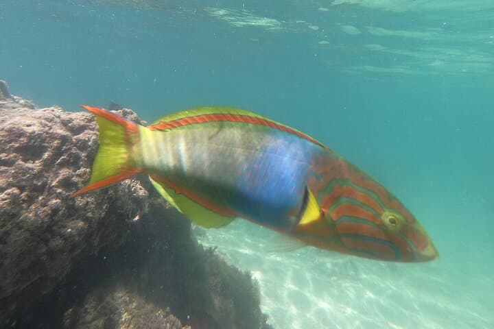 Private Snorkeling in Okinawa's Motobu Reefs: Guided Beach-Entry Adventure photo 6