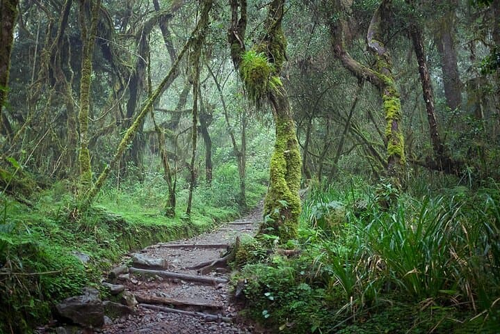 Climb Mount Kilimanjaro via the 7-Day Machame Route — Guided Trek from Moshi photo 3