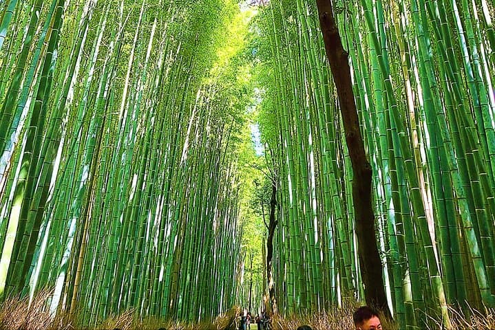 Full-Day Kyoto Walking Tour: 10 Must-See Sights & Local Secrets photo 2