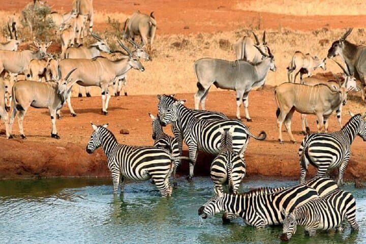 5-Day Safari: Tsavo West, Amboseli & Tsavo East from Mombasa photo 3