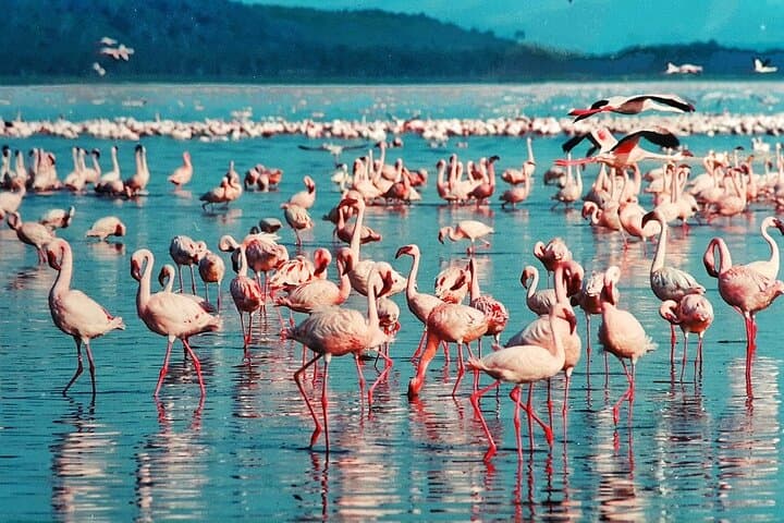 6-Day Masai Mara, Lake Nakuru & Amboseli Budget Safari — Big Five, Flamingos & Kilimanjaro Views photo 3