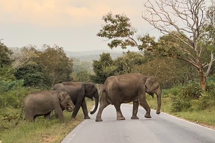 Bandipur Safari and Mysore Palace: 2-Day Wildlife and Royal Heritage Escape