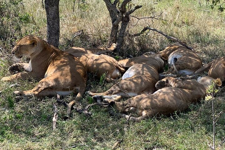 Full-Day Ol Pejeta Conservancy Safari & Chimpanzee Sanctuary: See Rhinos, Chimpanzees, and Mount Kenya Views photo 4
