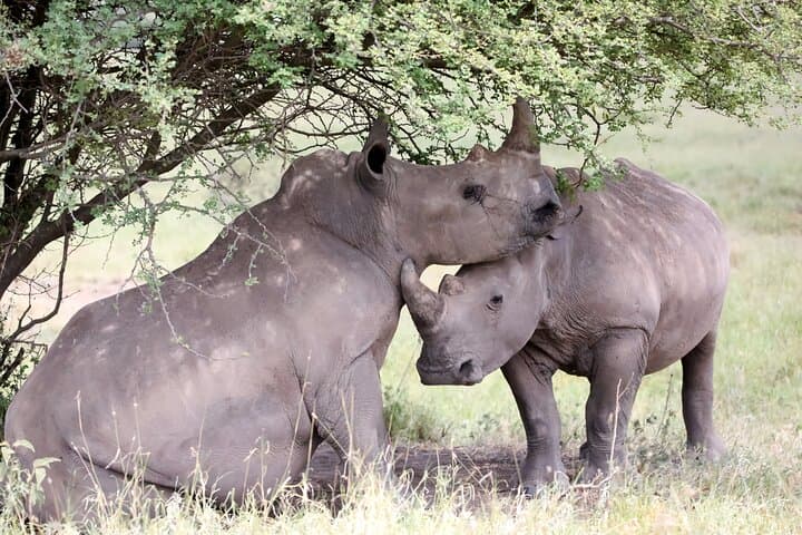 Full-Day Ol Pejeta Conservancy Safari & Chimpanzee Sanctuary: See Rhinos, Chimpanzees, and Mount Kenya Views photo 2
