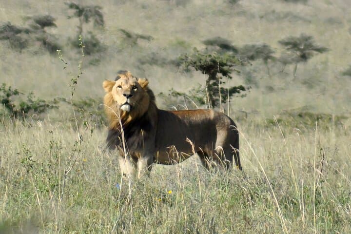 Explore Nairobi National Park: A Unique Safari Experience in Kenya’s Urban Wilderness photo 5