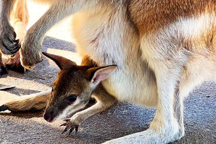 Wildlife and Wine: Caversham Wildlife Park & Swan Valley Private Day Tour from Perth photo 4