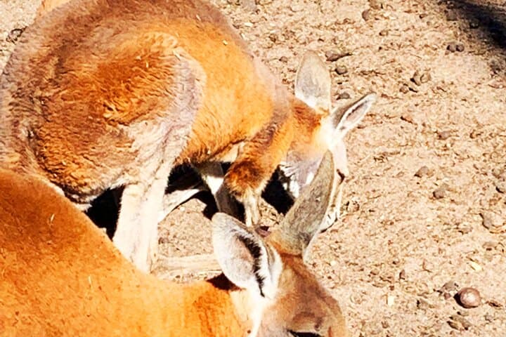 Wildlife and Wine: Caversham Wildlife Park & Swan Valley Private Day Tour from Perth photo 2