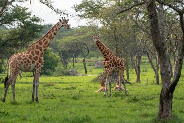 2-Day Wildlife Safari at Lake Mburo National Park from Kampala