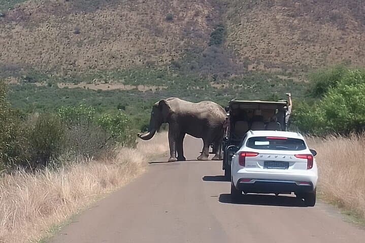 Pilanesberg 2-Day Safari from Johannesburg: Big Five, Open-Top Game Drives & Lodge Stay