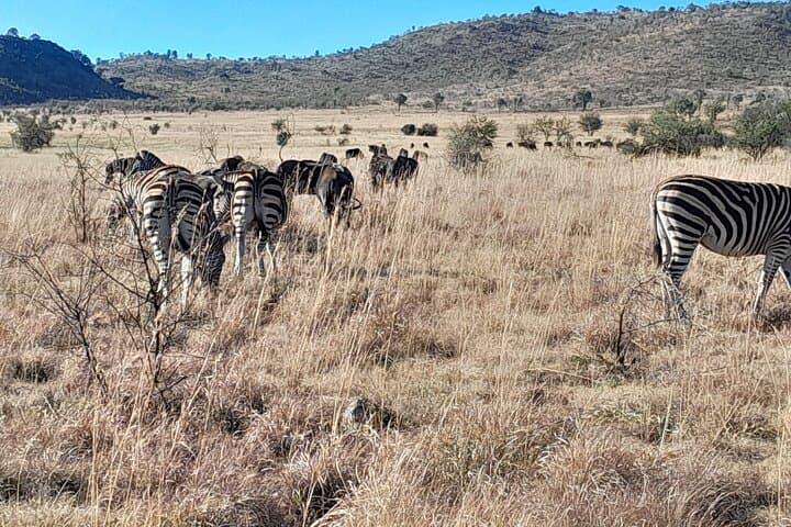 Pilanesberg 2-Day Safari from Johannesburg: Big Five, Open-Top Game Drives & Lodge Stay photo 2