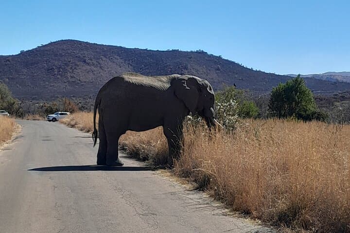 Pilanesberg 2-Day Safari from Johannesburg: Big Five, Open-Top Game Drives & Lodge Stay photo 3