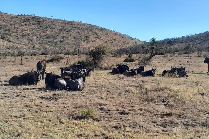 Pilanesberg 2-Day Safari from Johannesburg: Big Five, Open-Top Game Drives & Lodge Stay photo 4