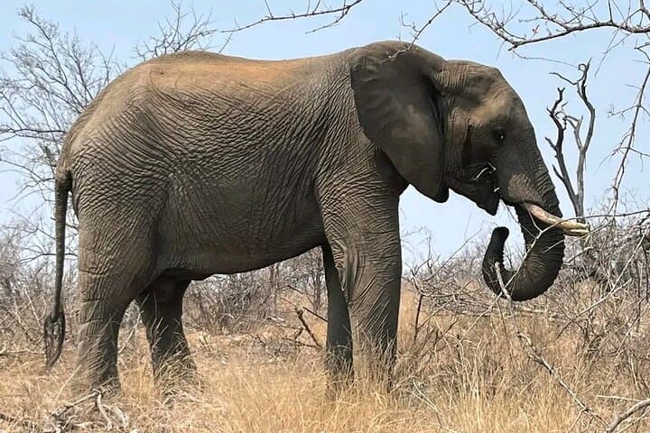Pilanesberg 2-Day Safari from Johannesburg: Big Five, Open-Top Game Drives & Lodge Stay photo 5