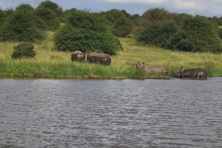 Pilanesberg 2-Day Safari from Johannesburg: Big Five, Open-Top Game Drives & Lodge Stay photo 6