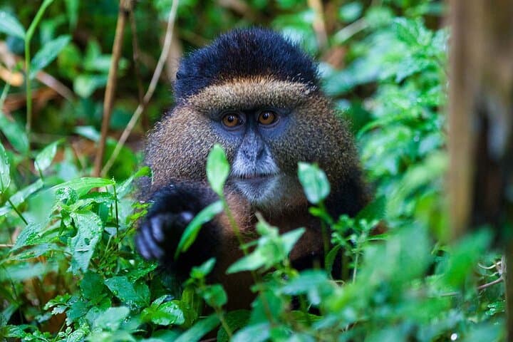 Full-Day Private Golden Monkey Tracking in Volcanoes National Park, Rwanda photo 2