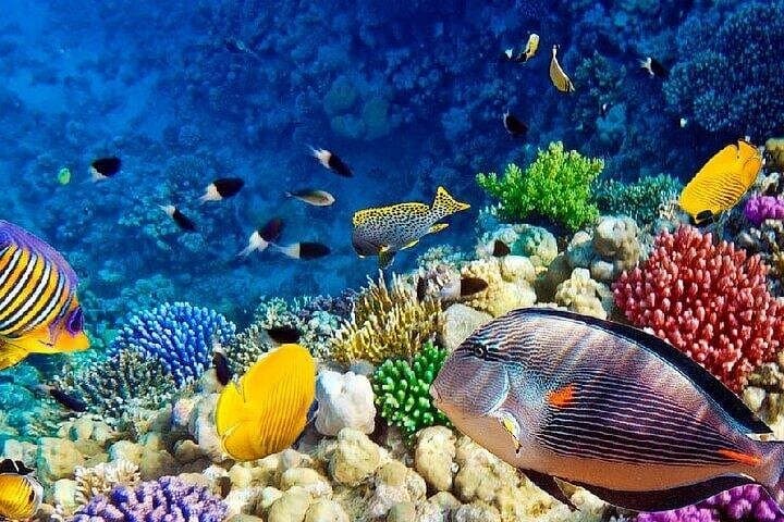 Semi-Submarine Coral Cruise in Sharm El Sheikh — 2-Hour Sea Scope Experience photo 6