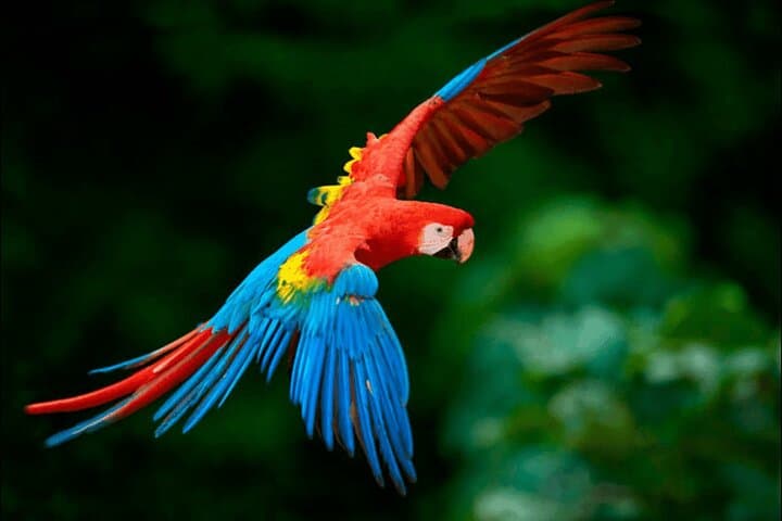 4-Day Cuyabeno Wildlife Reserve Adventure: Amazon Lodge & River Canoe Tours photo 4