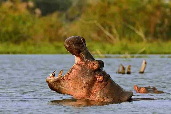 Hells Gate & Lake Naivasha Day Trip: Biking, Boat Ride and Crescent Island Walk photo 3