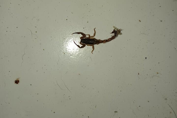 Nuevo Arenal Night Tour: 2-Hour Jungle Wildlife Hike photo 5