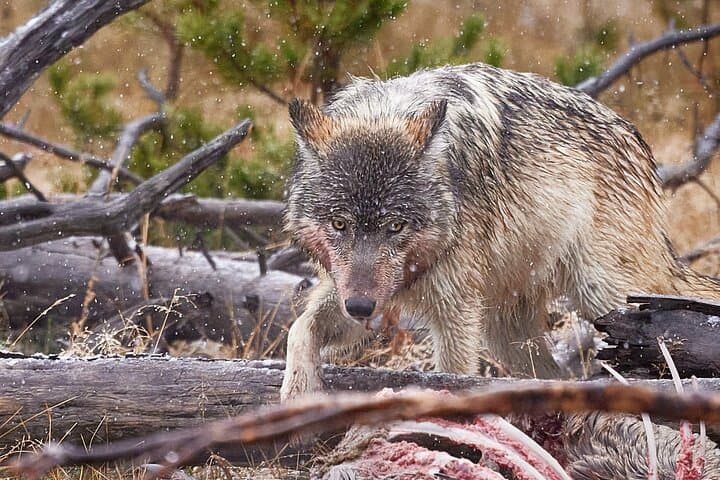 Private Yellowstone Wildlife & Photo Safari — Custom Full-Day Photo Tours from Mammoth